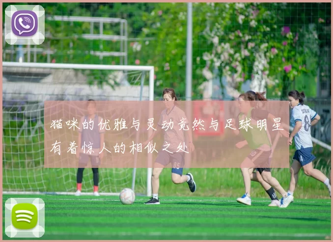 猫咪的优雅与灵动竟然与足球明星有着惊人的相似之处